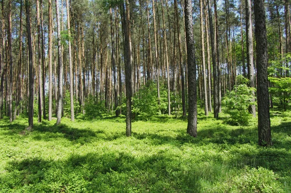 Krzewy Jagodowe Sosnowym Lesie Uckermark — Zdjęcie stockowe