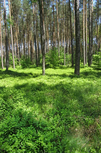 Arbustos Mirtilo Uma Floresta Pinheiro Uckermark — Fotografia de Stock