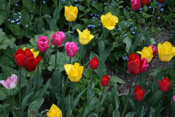Louky Tulipány Polní Květiny — Stock fotografie
