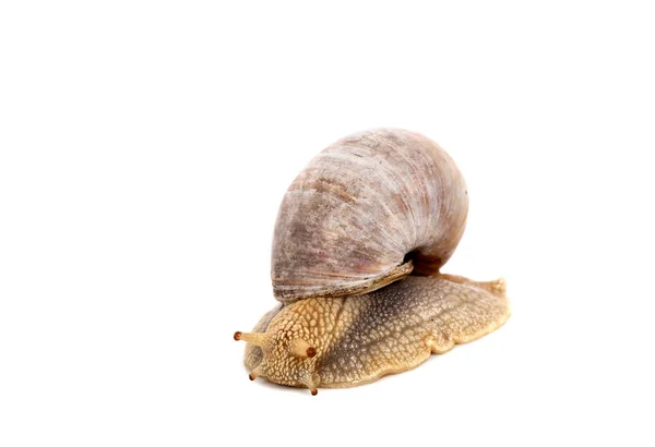 stock image slow Snail, slimy animal