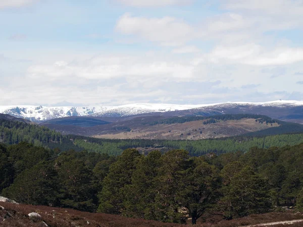 Cairngorms Del Sur Visto Desde Bosque Balmoral Escocia Mayo —  Fotos de Stock