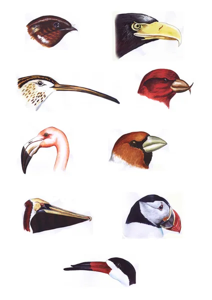 Ręcznie Malowana Kolekcja Akwareli Dziewięciu Głów Ptaków — Zdjęcie stockowe