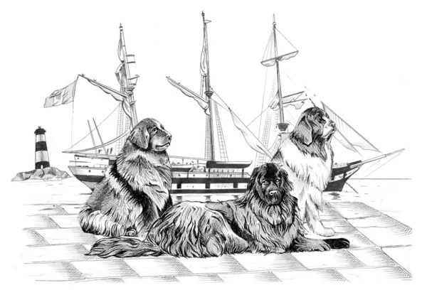 Hand Made Black White Illustration Three Newfoundland Dogs Pier Ancient — Stock fotografie