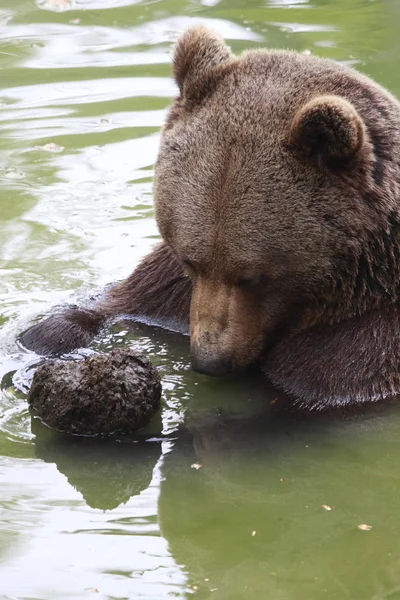 Braunbär Grizzly — Stockfoto