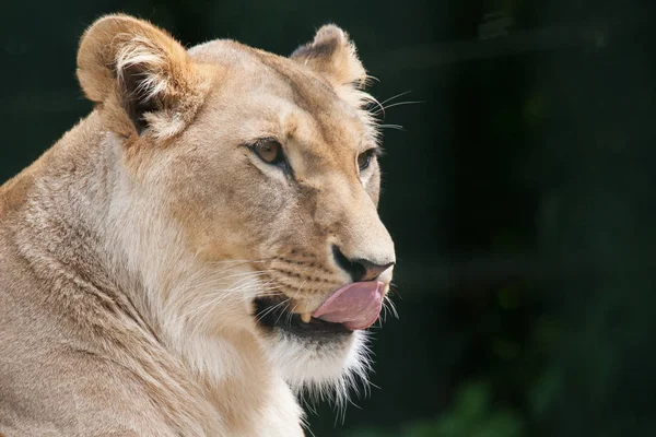 Savannah Wildcat Leona Depredadora Gato — Foto de Stock