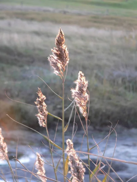 Strandlandschaft Norddeutschland Mit Etwas Sonnig Beleuchtetem Gras Zur Abendzeit — Stockfoto