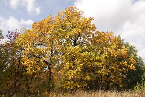 Χρωματιστά Δέντρα Φθινόπωρο — Φωτογραφία Αρχείου