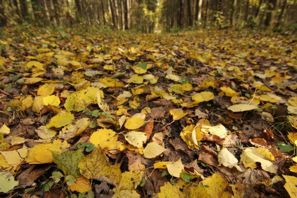 Automne Dans Forêt — Photo