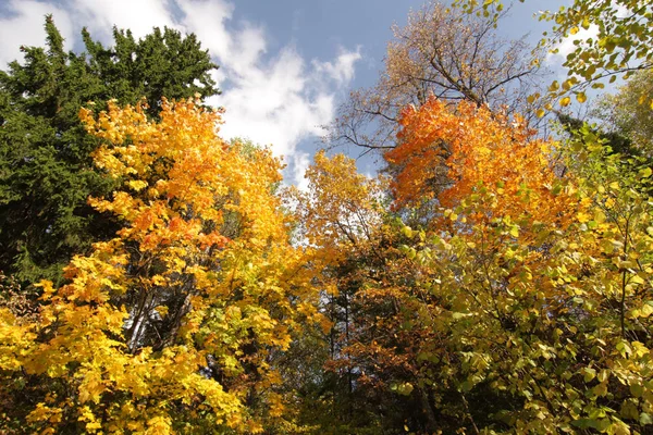 Gevarieerd Bos Herfst — Stockfoto