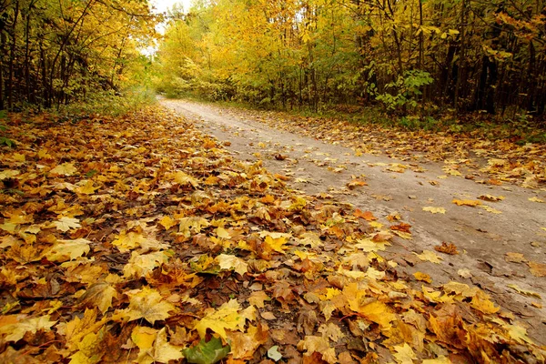 Leuchtend Gelb Gefärbter Herbst Und Weg — Stockfoto