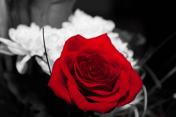 Flor Roja Sobre Fondo Blanco Negro —  Fotos de Stock