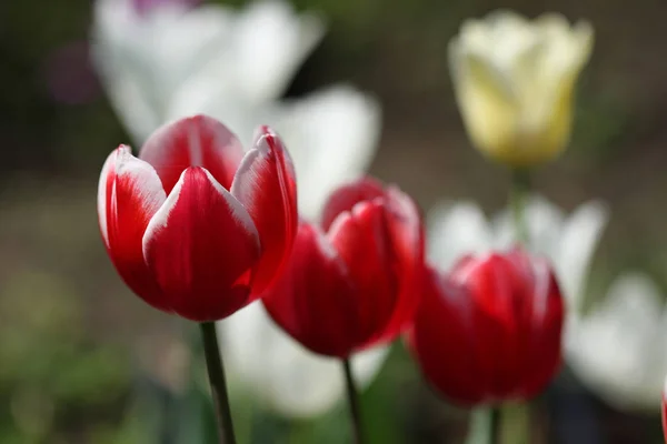 Цветок Тюльпанов Весенняя Флора — стоковое фото