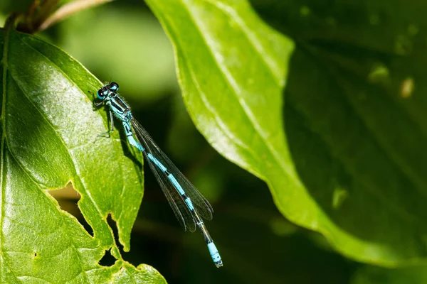 Close Macro View Van Libelle Insect — Stockfoto