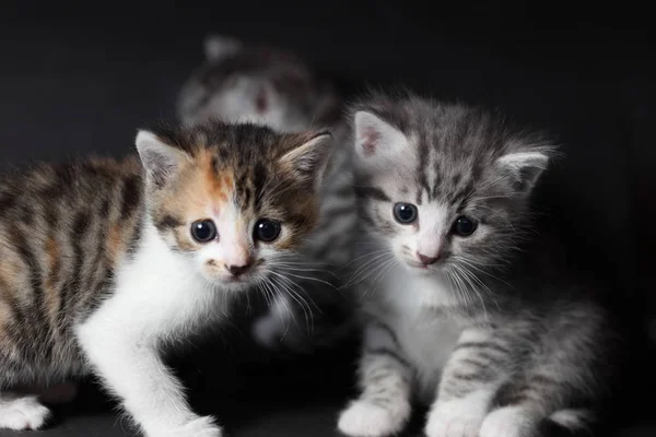 Two Cute Kittens Siberian Breed — Stock Photo, Image