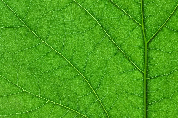 Détail Fermer Image Arbre Vert Feuille Macro — Photo