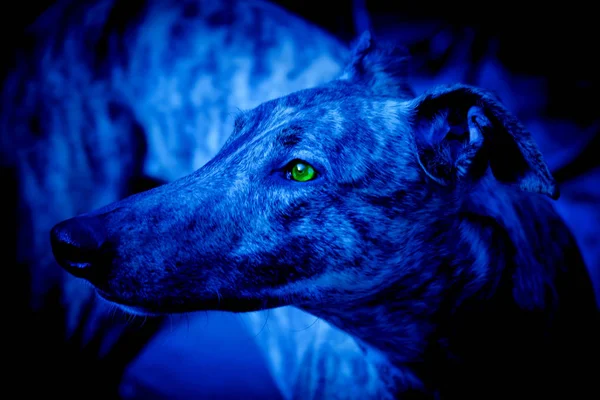 Chien Aux Yeux Jaunes Dans Nuit — Photo