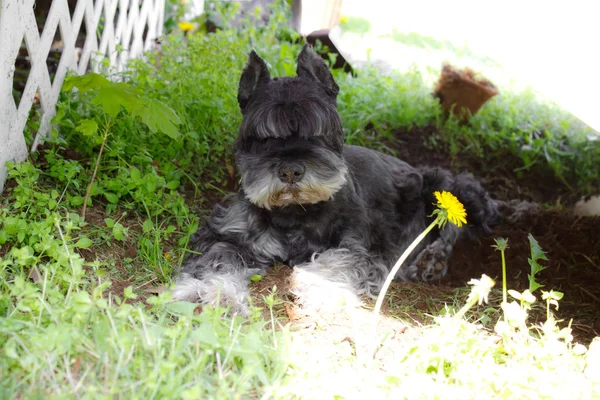 Burnunda Çamur Olan Schnauzer Köpeği Güvertenin Altında Dinleniyor — Stok fotoğraf