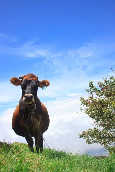 Vaca Masticando Ramitas Montaña Por Encima Las Nubes —  Fotos de Stock