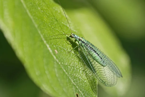 Closeup Bug Wild Nature — Stock Photo, Image