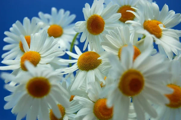 Kamillenblüten Vor Blauem Himmel — Stockfoto