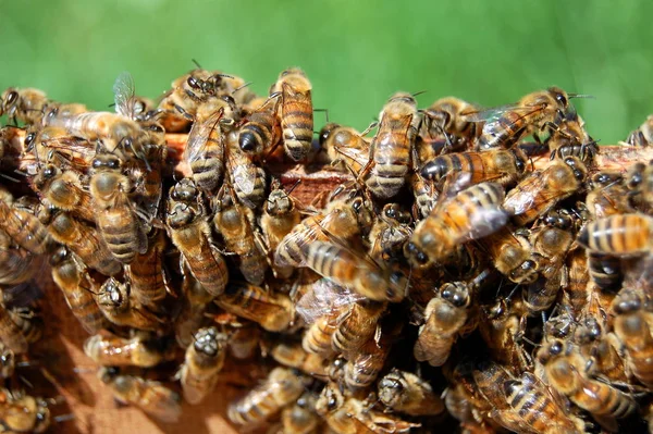 养蜂和蜂蜜生产方面的蜜蜂 — 图库照片