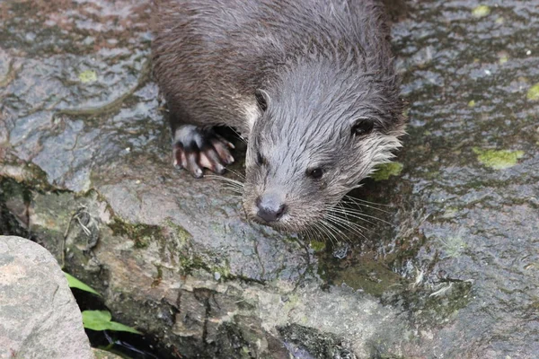 Zoológico Sababurg — Foto de Stock