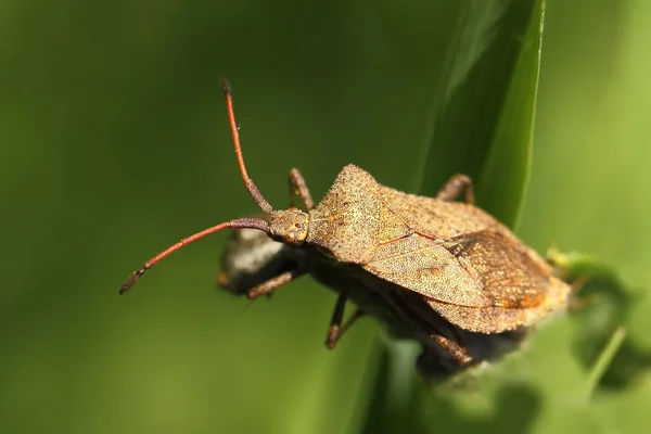 Hem Bug Coreus Marginatus — Stok fotoğraf