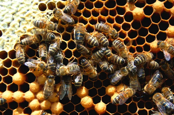 Bijen Honingraat Bijenteelt Honingproductie — Stockfoto