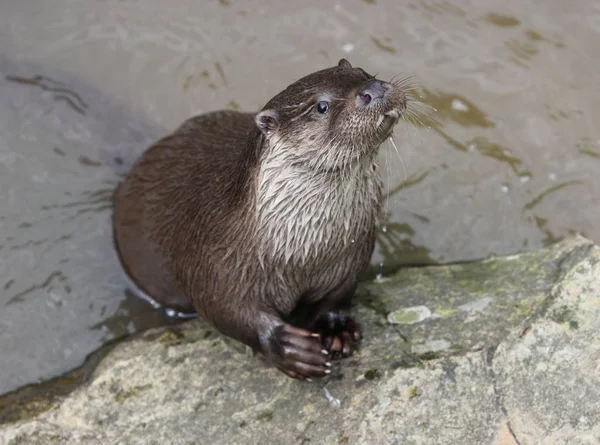 Otter Tierpark Sababurg — Stock Photo, Image