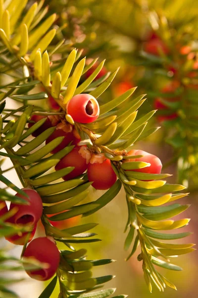 Bunter Hintergrund Für Weihnachten Oder Neujahr Urlaubskarte — Stockfoto