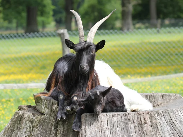 バレー黒首ヤギと赤ちゃんとともにSababurg動物公園 — ストック写真