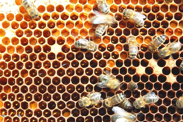 Bijen Honingraat Bijenteelt Honingproductie — Stockfoto
