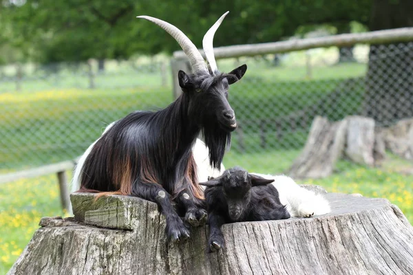 ミニウサギと赤ちゃんを動物園のサバーブで — ストック写真