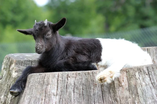 Valais Black Neck Goat Resting Tree Stump — Stock Photo, Image