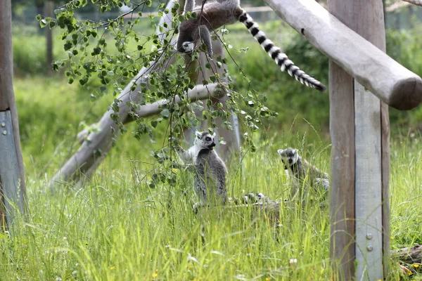 Kattas Vid Tierpark Sababurg — Stockfoto