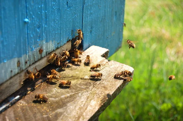 Abejas Entrada Una Colmena —  Fotos de Stock