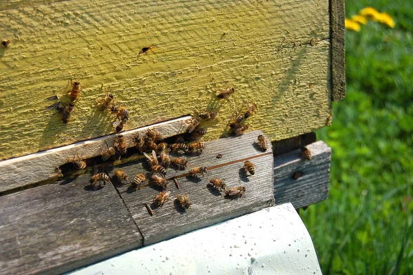 Пчелы Входа Улей — стоковое фото