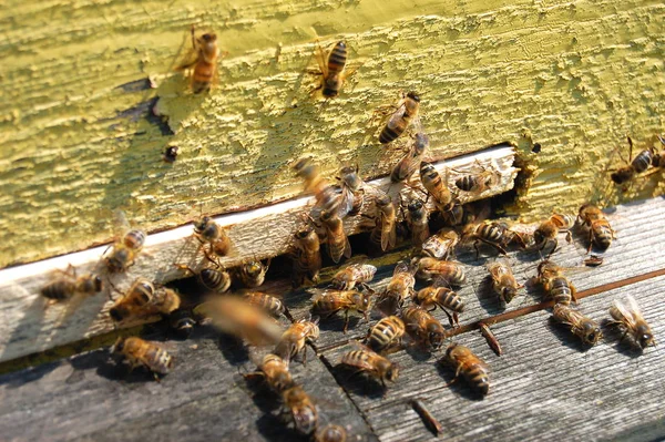 Abejas Entrada Una Colmena — Foto de Stock