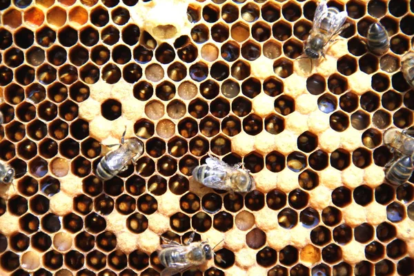 Pszczoły Plastrze Miodu Pszczelarstwie Produkcji Miodu — Zdjęcie stockowe