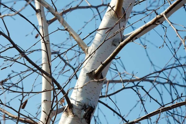 Bezlistne Gałęzie Drzewa Przeciwko Błękitnemu Niebu — Zdjęcie stockowe
