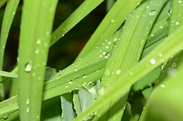 Влажная Листва Зеленая Трава Каплями Дождя — стоковое фото
