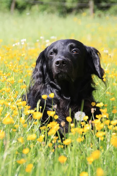 Hond Liggend Bloemenweide — Stockfoto