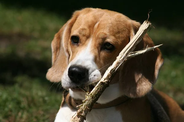 Porträtt Söt Och Bedårande Beagle Hund — Stockfoto