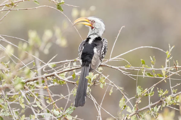 Zuidelijke Geelsnavel Tockus Leucomelas — Stockfoto