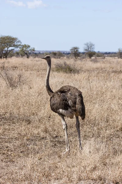 Afrikaanse Struisvogel Struthio Camelus — Stockfoto