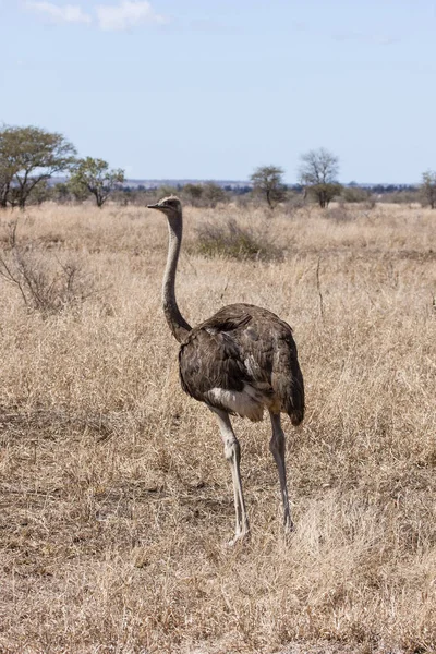 Африканский Страус Struthio Camelus — стоковое фото