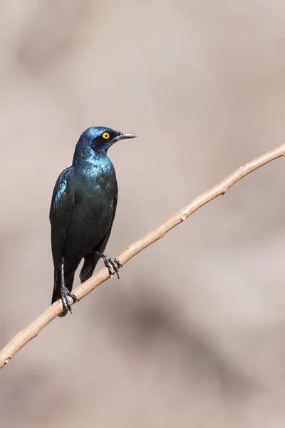 Staartglans Ster Lamprotornis Purpuropterus — Stockfoto