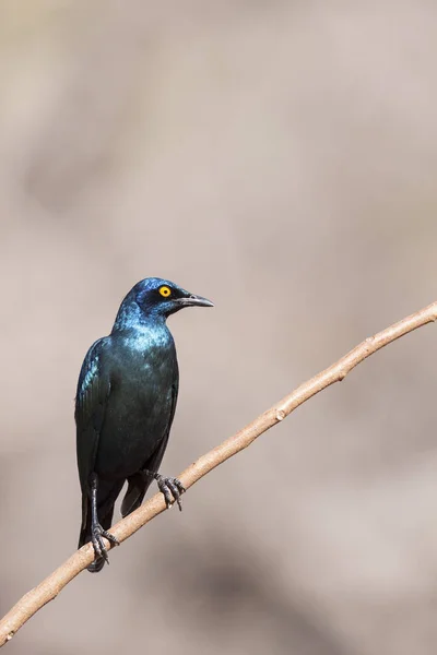 Schilderachtig Uitzicht Prachtige Spreeuw Vogel Natuur — Stockfoto