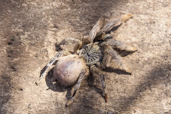 Χρυσοκίτρινο Augacephalus — Φωτογραφία Αρχείου