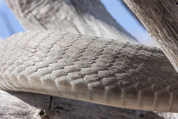 black mamba (dendroaspis polylepis)